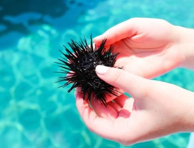 Αχινός: Βήμα-βήμα τι να κάνετε αν πατήσετε έναν!